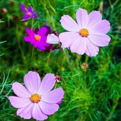 开云电竞app下载